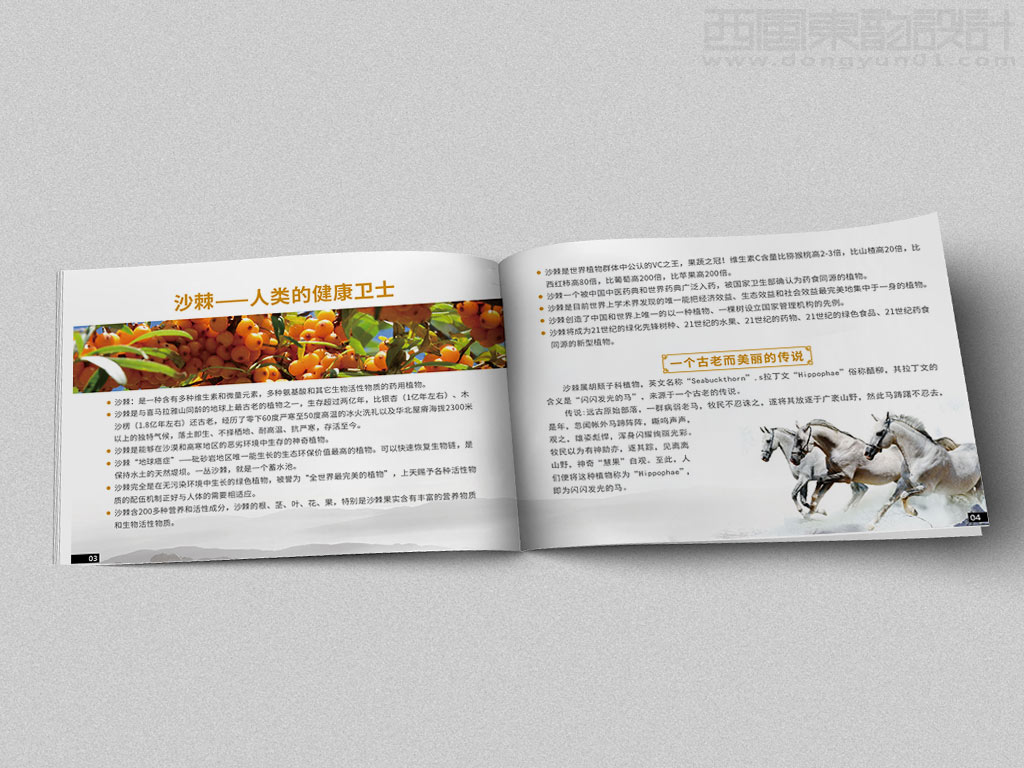 寧波市雷瑞商貿(mào)公司棘行天下產(chǎn)品手冊(cè)設(shè)計(jì)之沙棘人類的健康衛(wèi)士內(nèi)頁設(shè)計(jì)